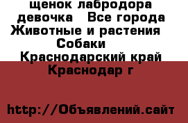 щенок лабродора девочка - Все города Животные и растения » Собаки   . Краснодарский край,Краснодар г.